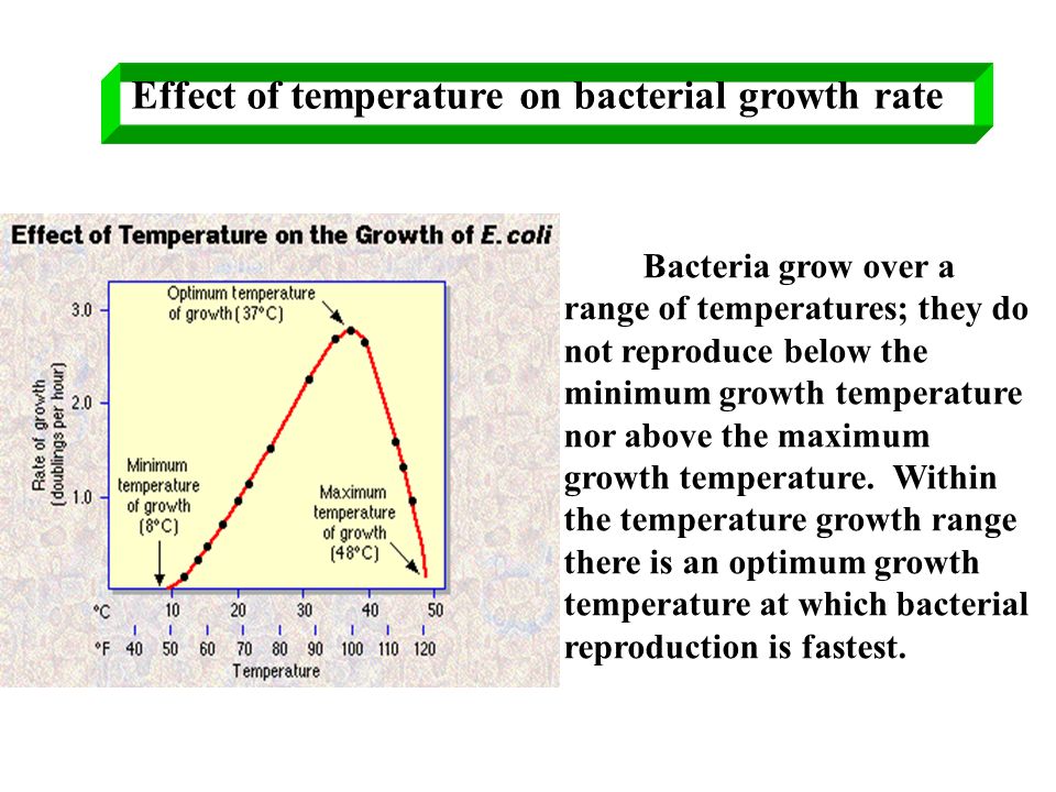 optimum temperature for bacterial growth on food